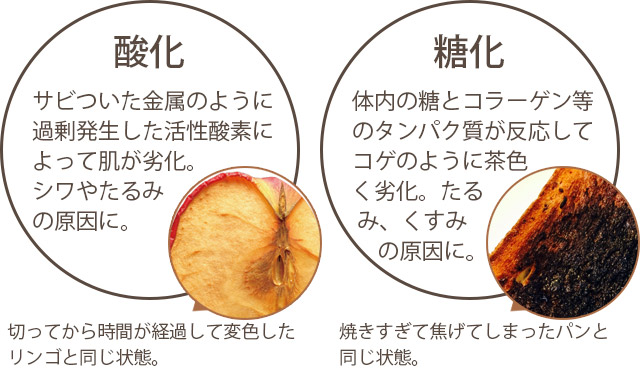 酸化と糖化の違いをリンゴの断面図を使って説明する図
